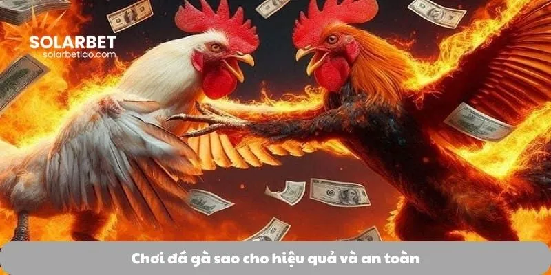 Chơi đá gà sao cho hiệu quả và an toàn
